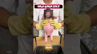 بچه خوک شکم گلدونی🐷🩷