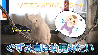 構ってほしくてぐずるのが幼児みたいなソロモンオウムたろちゃん　Cockatoo that whining like a toddler