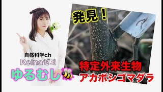 「近所の公園で特定外来生物 アカボシゴマダラを発見！？」