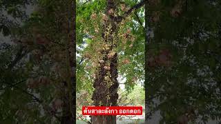 ต้นสาละลังกา #ต้นลูกปืนใหญ่ #cannonball tree #ต้นสาละลังกาออกดอก #ต้นไม้มีดอกทึ่ลำต้น