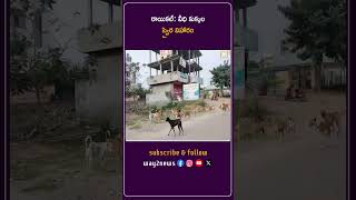 వీధి కుక్కల స్వైర విహారం | Karimnagar | Telangana | Way2news Telugu