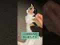 愛猫ミケと初めて会った時の動画