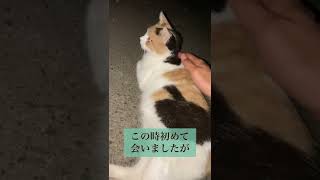 愛猫ミケと初めて会った時の動画