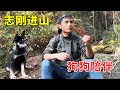 Zhigang's dogs and black girls are too powerful. They become rat catchers and go into the mountains