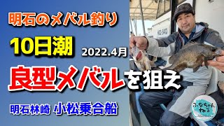 【メバル】4月長潮回り 浮いた良型メバルを狙え