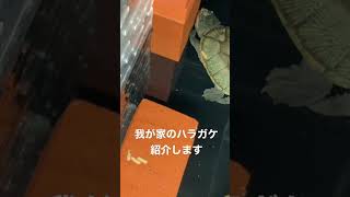 我が家のハラガケガメ紹介します#ハラガケガメ #claudiusangustatus #narrowbridgedmuskturtle #turtle #亀 #紹介