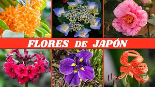 10 very BEAUTIFUL and COLORFUL FLOWERS from JAPAN