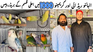 High quality birds in very low price || Best price rates for naew fanciers.