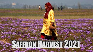 Saffron Harvest 2021