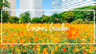 ［Vlog］New Gear｜DJI Pocket 2｜DJI Mimo｜Cosmos Garden