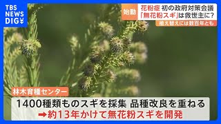 “無花粉スギ”は救世主となるか　花粉症の関係閣僚会議初会合　発端は総理の“言い間違い”？｜TBS NEWS DIG