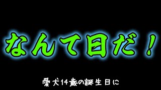 愛犬14歳の誕生日がぁぁぁぁ！！！