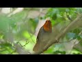 【オレンジ色の鳥】コマドリ春の囀りthe song of the japanese robins