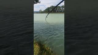 FISHING: Carpa di 6.7kg pescata a galla in mezzo al lago