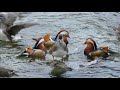 鳥取・根雨・オシドリアップ2