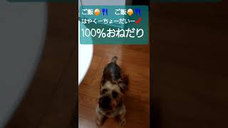 【甘えん坊】ご飯を必死アピール🐶毎日こんな感じ#shorts #愛犬 #ヨークシャーテリア #ヨーキー #犬