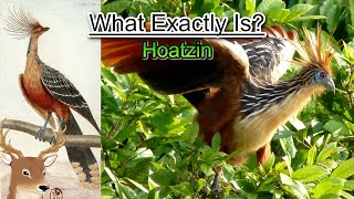 What Exactly is: Hoatzin and Why is it Called the Flying Cow