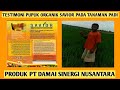 Testimoni pupuk organik Savior pada tanaman padi | PT DSN