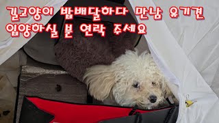 길고양이 밥배달하다 만난 유기견 입양하실 분 연락 주세요