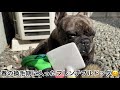 【元保護犬フレブル】ごっそり除去！春の換毛期はこのアイテムでお手入れバッチリ！…フレンチブルドッグ…気持ち良く換毛期を乗り越える！の巻き