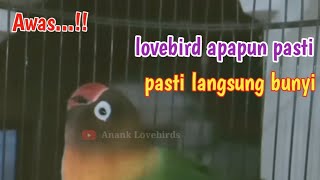 Awas..‼️Suara Burung Lovebird ini Bikin Lovebird LABET apapun ikut bunyi dan GACOR