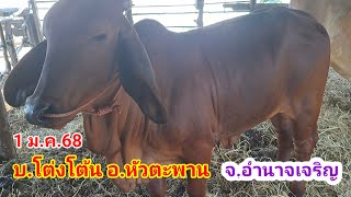 จัดส่งโดย บ่าวตึ๋งปทุมราช 080-188-5110 /1ม.ค.68