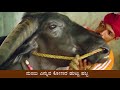 alva s education foundation alvas newstime kambala segment