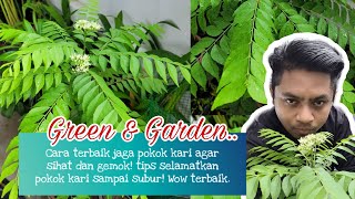 CARA NAK BAGI POKOK KARI SIHAT DAN GEMOK! TIPS SELAMATKAN POKOK KARI SAMPAI SUBUR DAN BERBUNGA!