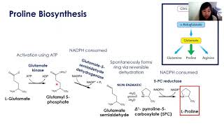 Lecture 15 - Amino Acid Anabolism