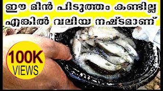 പരളിന്റെ വാലു കൊണ്ടുളള അടി കേൾക്കണം സാറേ | SIMPLE FISH TRAP KERALA MALAYALAM | #fishtrap #kerala