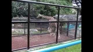 キリン　野毛山動物園