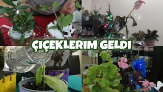 🪴EVİMİN YENİ GÜZELLERİ🪴| YENİ BİTKİLERİMİ EKİYORUM🌼