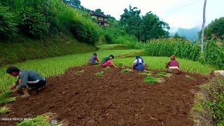 millet planting in nepal | Kodo ropai | #unseenviewofnepal 7 July 2022