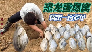 【赶海二哥】二哥赶海来挖恐龙蛋，越挖越过瘾一坑挖十几个，一会就搞几百个