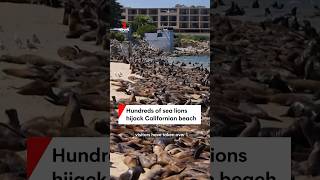 Californian beach over run by sea lions #beach #california #sealions #tourism #SanCarlos #7NEWS