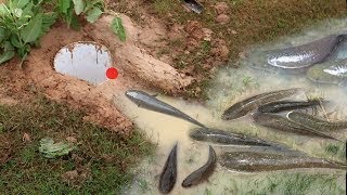 {NEW} Smart Woman Make Easy Deep Hole Fish Trap To Catch A Lot Of Fish Full HD
