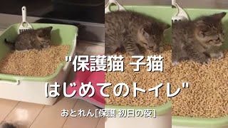 【子猫 保護 初日】子猫 はじめてのトイレ。と、はじめてのおうちで寝れるかな？？【保護猫】