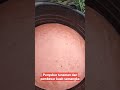 pupuk jos buat masa pembesaran buah semangka