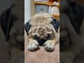 【パグ】ごめん寝。 パグ pug shorts 日常 癒し 犬のいる暮らし