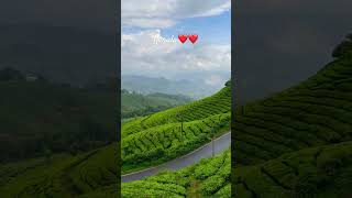 Beautiful Munnar in monsoon #kerala #munnar #nature #shorts