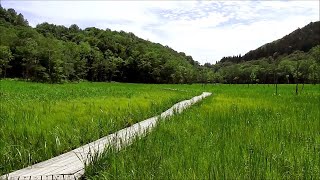 夏の池ヶ原湿原