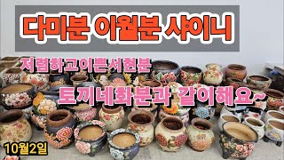 10월2일 #토끼네화분 오늘준비한 화분~~ 샤이니 다미분 이월분 서현~~등등