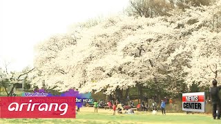 Viewfinder _ Last cherry blossoms of the year