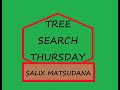 Bobcat Bonsai Tree Search Thursday Episode 3: Salix Matsudana