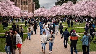 Crowds visit UW Cherry Blossoms | The Quad | Seattle Walk 2022🚶