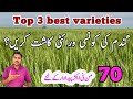 The best high yielding wheat varieties | Top three best wheat varieties | Abid Ali Agrarian