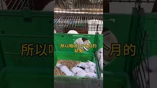 为什么小兔断奶后就容易出现伤亡 #兔子养殖 #养兔 #科学养兔 #rabbit #肉兔养殖 #科普