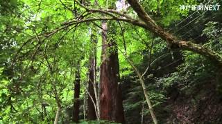 希少種「アカショウビン」の鳴き声　　song of Ruddy kingfisher