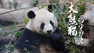 One Apple A Day, Keep A Giant Panda by Your Side? The Story between Giant Pandas and Their Guardians