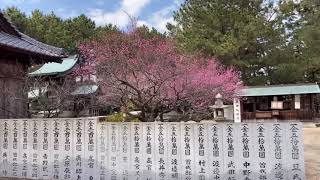 しまなみ日和　網敷天満宮　梅開花前